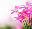 pink zephyranthes flower