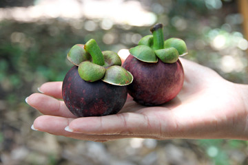 Mangosteen in Hand.