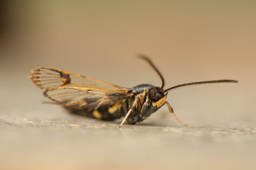 Canvas Print - Synanthedon spheciformis