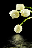 Fototapeta Tulipany - Białe tulipany na czarnym tle