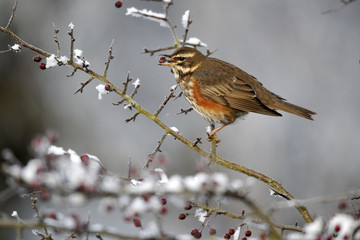 Poster - Redwing, Turdus iliacus,frosty hawthorn berries,