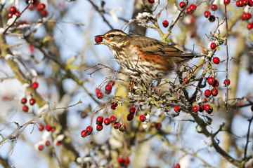 Sticker - Redwing, Turdus iliacus, 