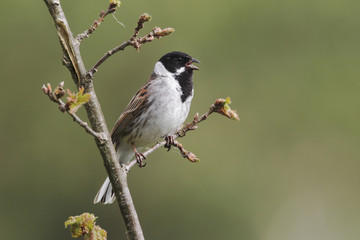 Sticker - Reed bunting, Emberiza schoeniclus, MALE