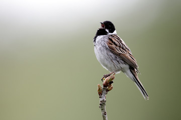 Canvas Print - Reed bunting, Emberiza schoeniclus, MALE