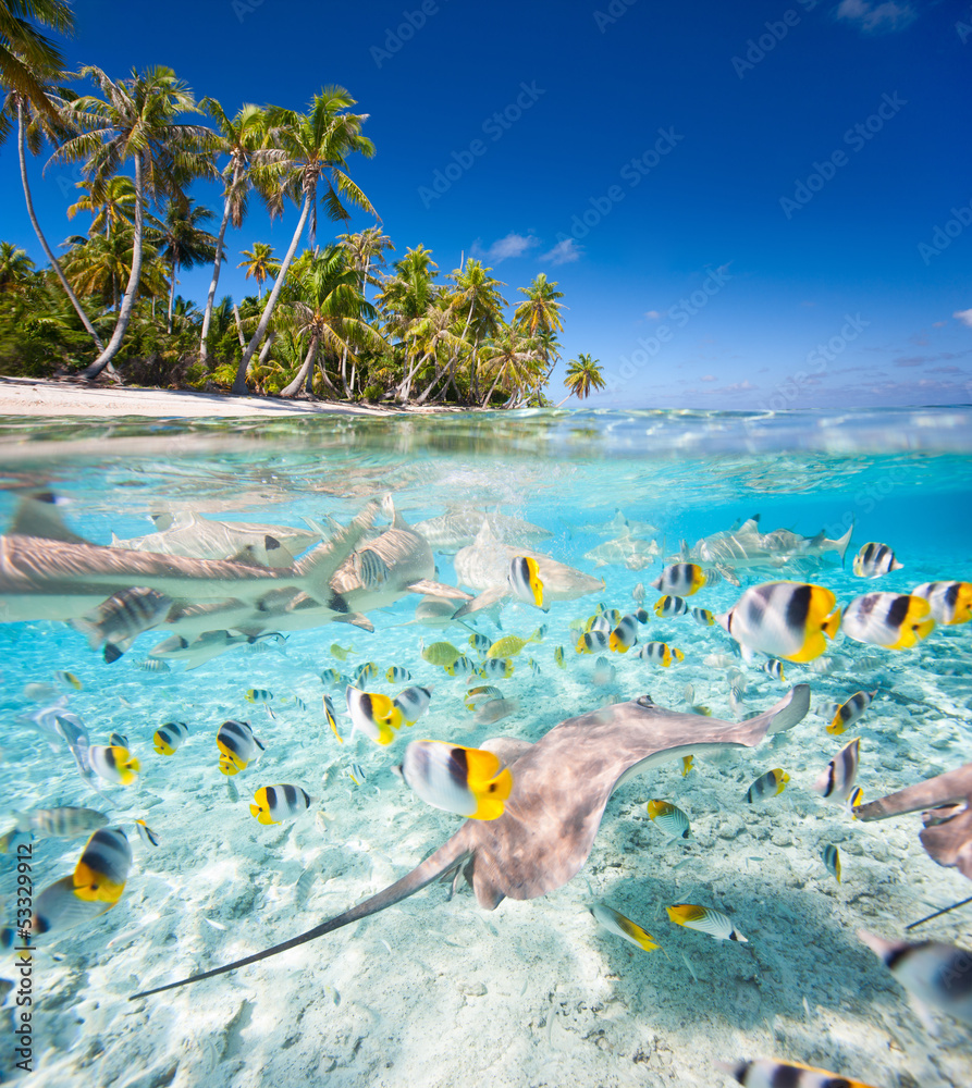 Tropical island under and above water - obrazy, fototapety, plakaty 