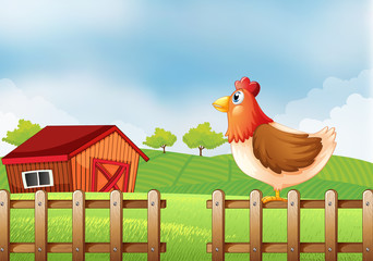 Wall Mural - A hen at the field with a barnhouse