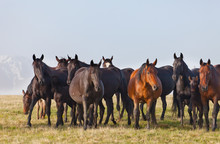  Herd Of Horses On A Summer Green Pasture