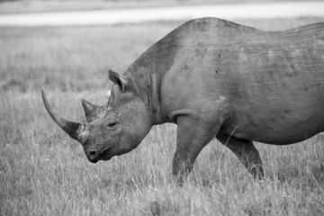 black rhino walking - monochrome