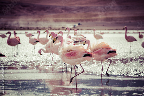 flamingos-on-lake-in-andes-the-southern-part-of-bolivia