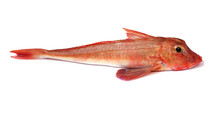 Red Gurnard Fish