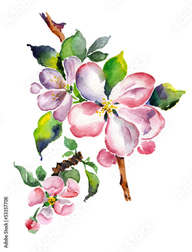 Naklejka na drzwi Watercolor blooming apple branch
