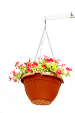 Red Flower Hanged In Pot Isolated On White Background
