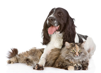 Poster - the dog embraces a cat. looking at camera. isolated on white 