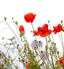 Fotomurales - Isolated red poppies