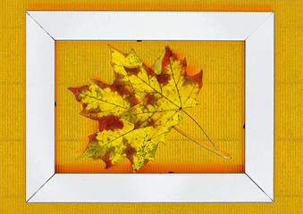 Wall Mural - Fall leaves. Autumn leaves of maple