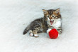 Little kitten playing with ball of wool