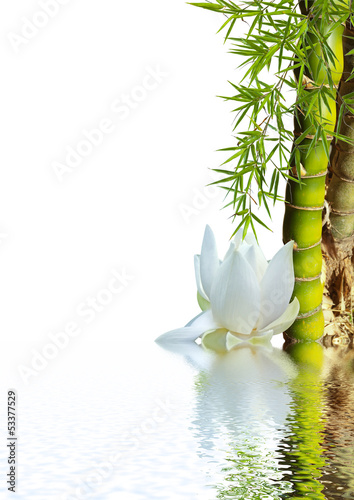 Obraz w ramie bambou asiatique et lotus blanc