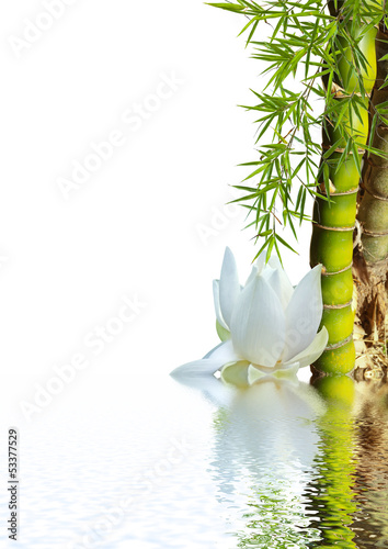 Naklejka na meble bambou asiatique et lotus blanc