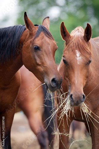 Naklejka ścienna Two horses eating hay.