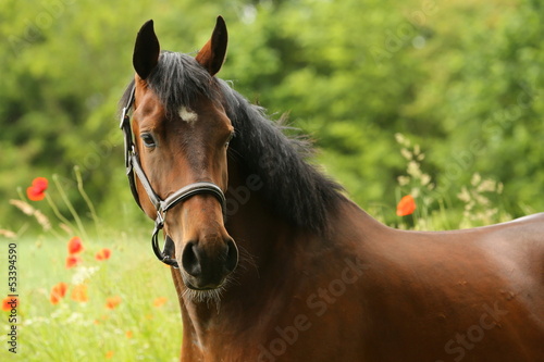 Obraz w ramie Vollblut vor Mohn