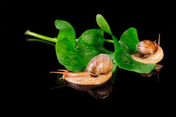 Snails on green leaves over black background