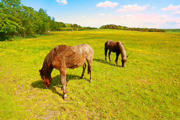 Canvas Print - Two horses in the fields