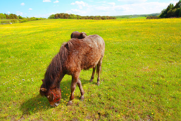 Canvas Print - Two horses in the Spring meadow