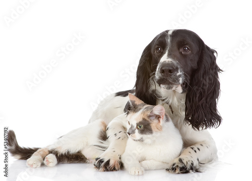 english springer spaniel and cats