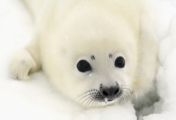 Baby harp seal pup on ice of the White Sea