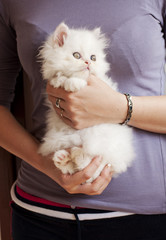 Sticker - Girl holding white kitten