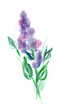 Watercolor Lilac Twig