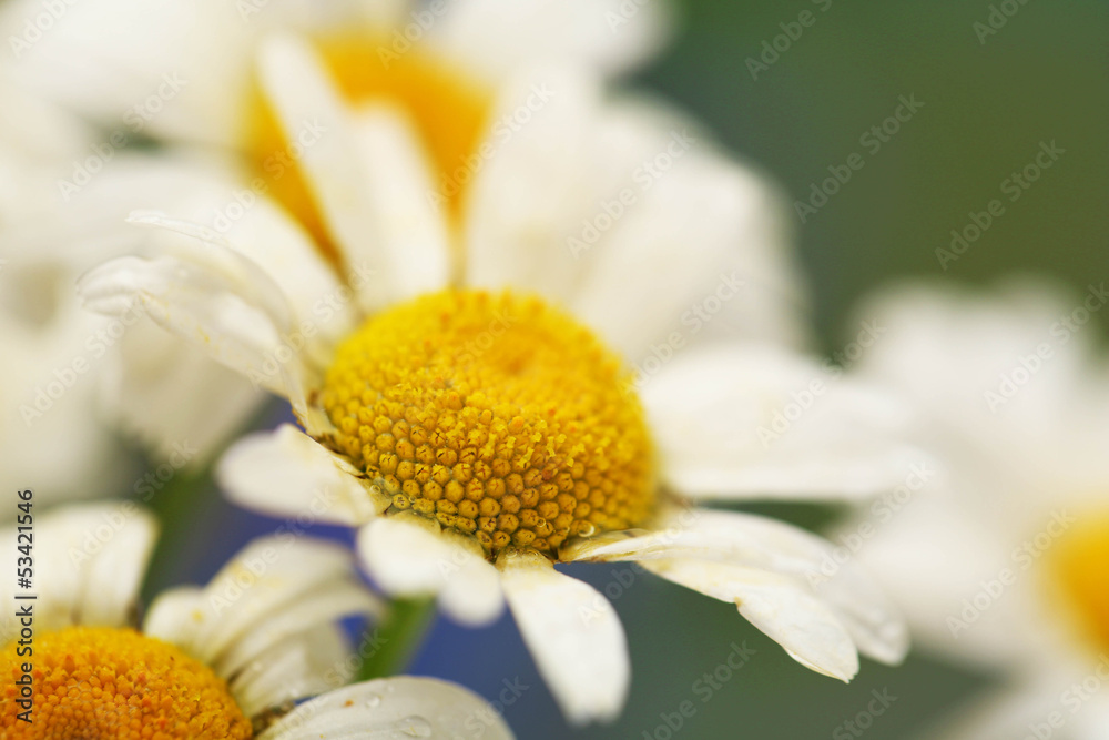 Beautiful wild camomiles, outdoors