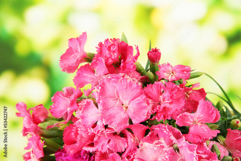 Bouquet of carnations, on bright background