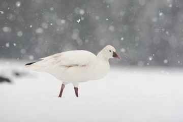 Canvas Print - Snow goose, Anser caerulescens