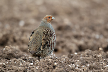 Poster - Grey partridge, Perdix perdix, male