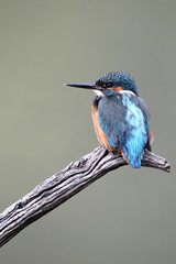 Poster - Kingfisher, Alcedo atthis,