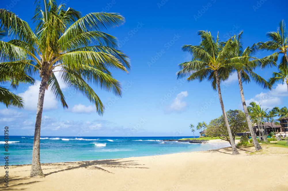 Palm trees on the sandy beach in Hawaii - obrazy, fototapety, plakaty 