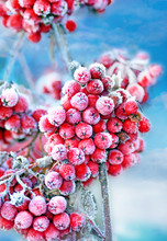 Frozen Rowan Berries