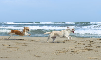 Canvas Print - chihuahuas on the beach