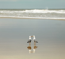 Two Seagulls On The Beach
