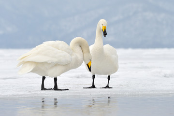 Wall Mural - Two Whooper Swans at courtship.