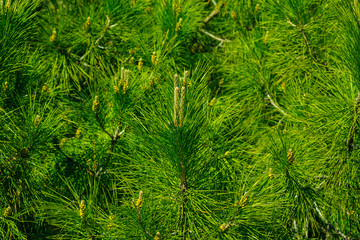 Floral background. Bright sunny pine branches.