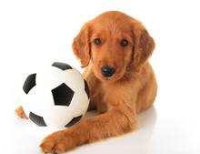 Football Puppy