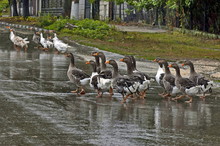 Gathering Of Group Ducks In Torrential Rain