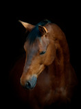 Fototapeta Konie - horse on black