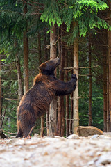 Wall Mural - brown bear