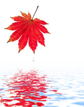Red Maple Leaf And Water Drop.