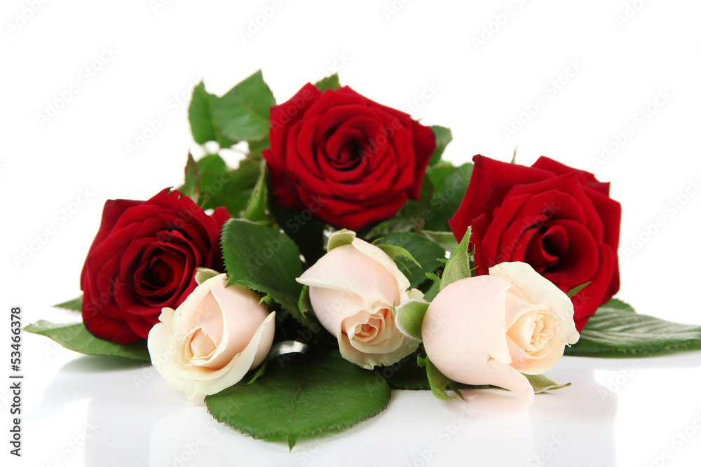 Beautiful roses, isolated on white