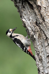 Canvas Print - Syrian woodpecker, Dendrocopos syriacus, female