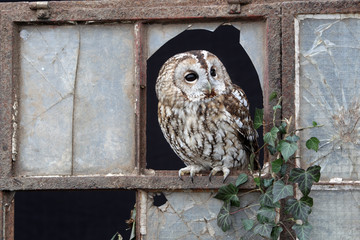 Poster - Tawny owl, Strix aluco